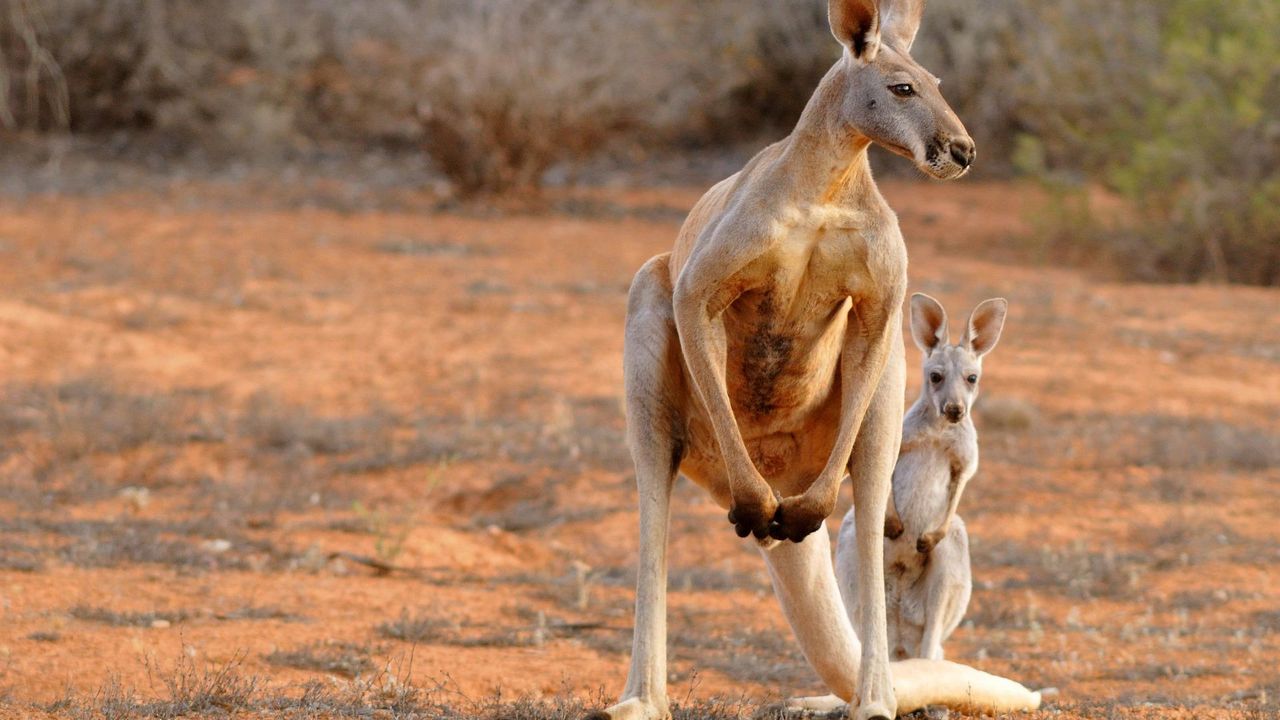 Avustralya'dan yılda 5 bin kangurunun öldürülmesine yasal izin