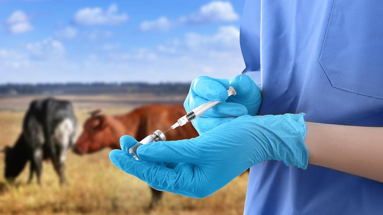 Şap virüsüne karşı aşılanan hayvan sayısı 4,5 milyona yaklaştı