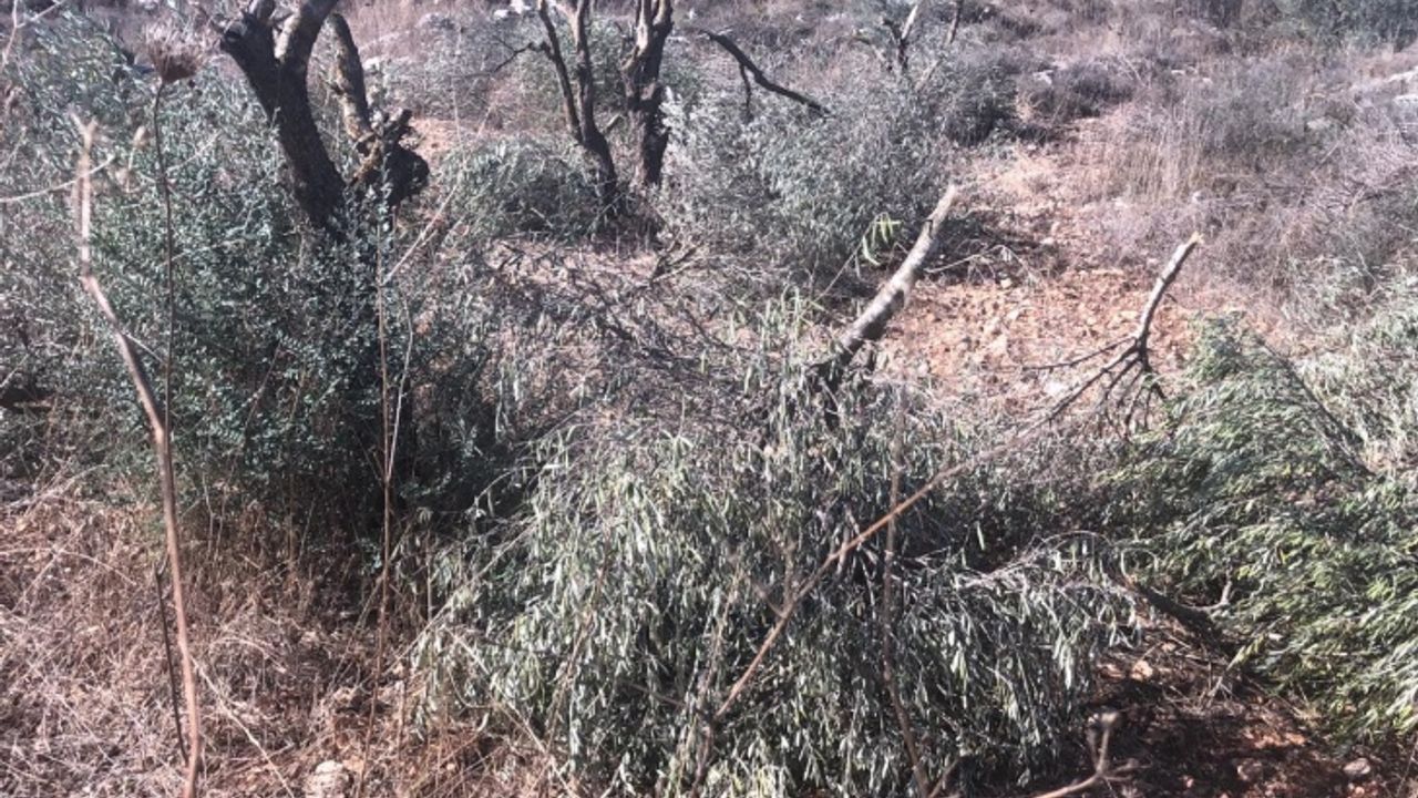 İşgalci yerleşimciler Filistinlilerin zeytin ağaçlarını kesti