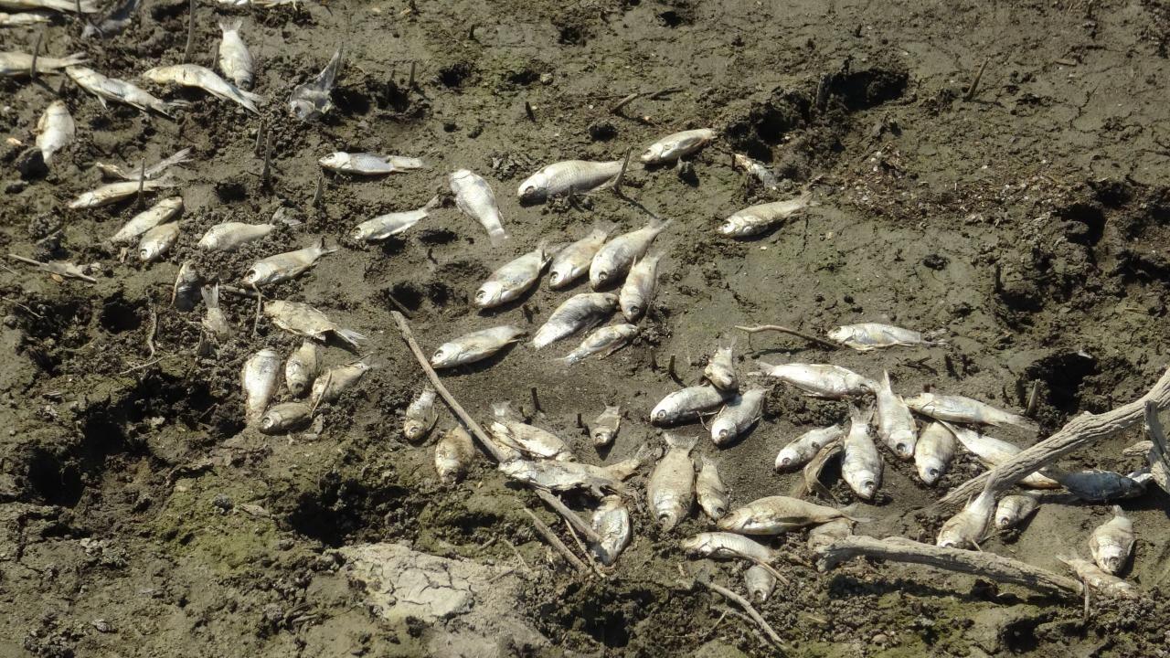 Çınarcık Barajı’nı besleyen Kocasu Deresi’nde balık ölümleri