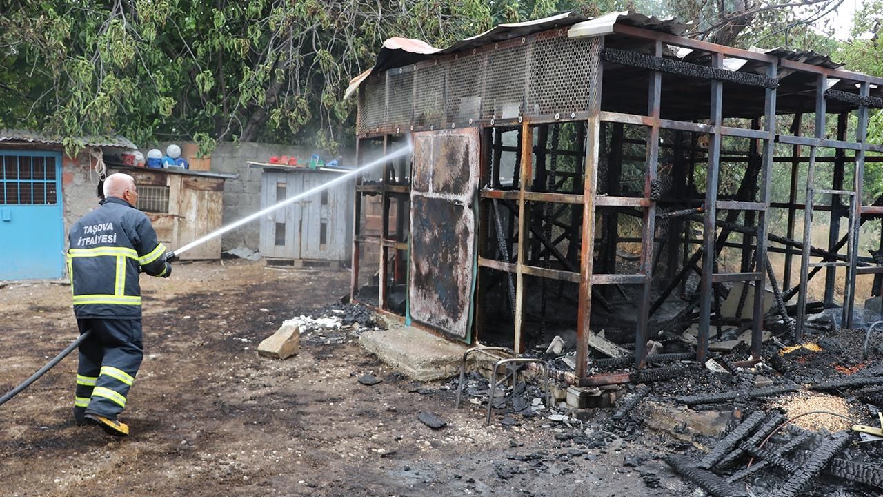 Amasya'da yangın: 50 güvercin telef oldu