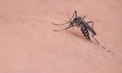KKTC'de Asya kaplan sivrisineği tespit edildi