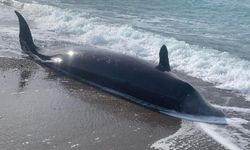Depremlerden etkilenen balinaların cansız bedenleri sahile vurdu