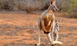 Avustralya'dan yılda 5 bin kangurunun öldürülmesine yasal izin