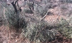 İşgalci yerleşimciler Filistinlilerin zeytin ağaçlarını kesti