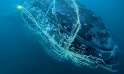 Avustralya’da balıkçı ağlarına takılan kambur balina kurtarıldı