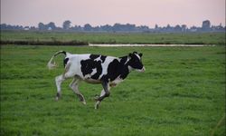 Fransa'da yıldırımın düştüğü çiftlikte 23 inek telef oldu