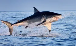 28 ton kaçak köpekbalığı yüzgeci ele geçirildi