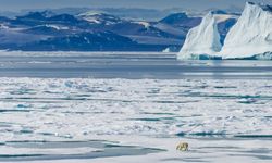 İklim bilimciler: Kuzey Kutbu buzsuz kalacak, artık çok geç