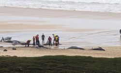 Avustralya'da karaya vuran 50'den fazla balina öldü
