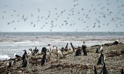 Binlerce penguen sahilde ölü bulundu