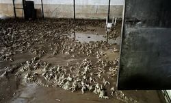 Zonguldak'ta yaşanan selde tavuk çiftliklerindeki 60 bin hayvan telef oldu