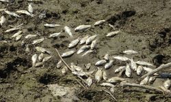 Çınarcık Barajı’nı besleyen Kocasu Deresi’nde balık ölümleri