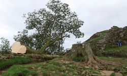 İngiltere'de 16 yaşındaki genç 300 yıllık dünyaca ünlü tarihi çınar ağacını kesti