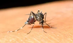Yunanistan'da Batı Nil Virüsü nedeniyle 19 kişi hayatını kaybetti