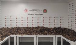 İstanbul Havalimanı'nda 10 bin 300 tilki kuyruğu ele geçirildi