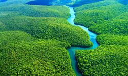 Brezilya Amazonlarında, 11 ayda ormansızlaştırma yüzde 22,3 azaldı