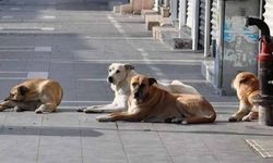 Başıboş sokak köpekleri düzenlemesi Meclis'te kabul edildi