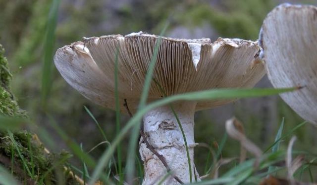 Sarıyer'de yediği mantardan zehirlenen bir kişi daha hayatını kaybetti