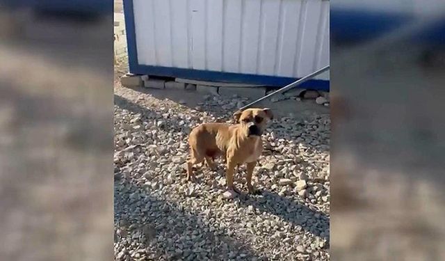 Konya'da Pitbullu parka bırakıp kaçan kişiye 40 bin lira para cezası