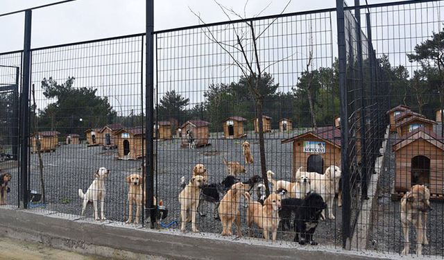 Bakanlık hayvan barınağı için belediyelere arazi verecek