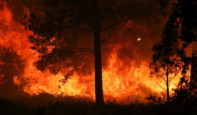 Avustralya'daki yangınlarda 100 bin hektarlık alan zarar gördü