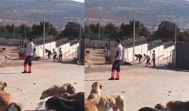 Konya'daki barınak vahşetinde tahliye kararına itiraz