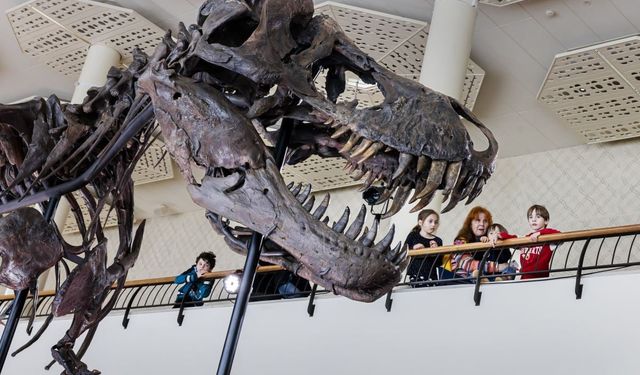 İsviçre'de dev dinozor iskeleti açık artırmaya çıkarılacak