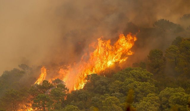 İspanya'da orman yangını: 250 kişi tahliye edildi