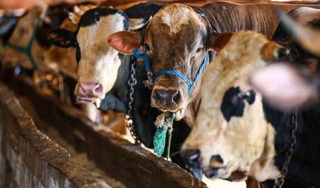 Kurban Bayramı'nda çevre kirliliğinin önlenmesi için tedbirler