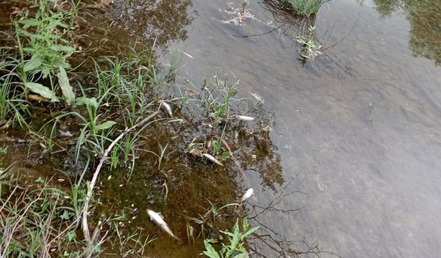 Malatya'da çok sayıda ölü balık kıyıya vurdu