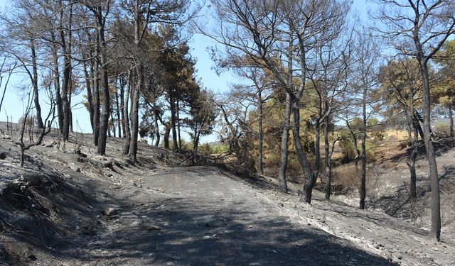 Çanakkale'deki orman yangını kontrol altına alındı