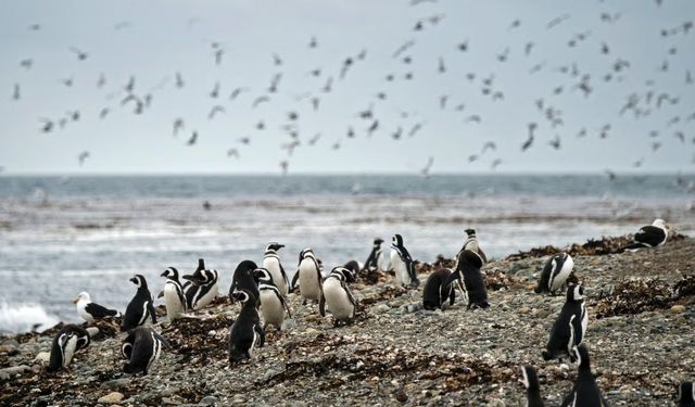 Binlerce penguen sahilde ölü bulundu