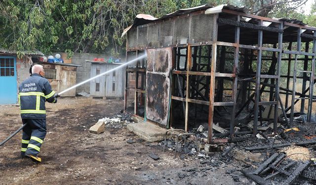 Amasya'da yangın: 50 güvercin telef oldu