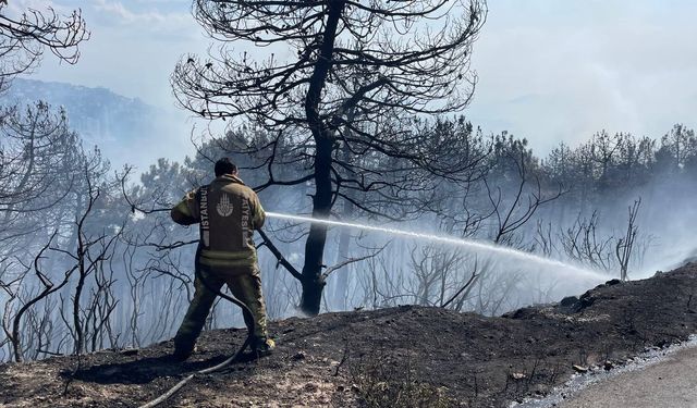 İstanbul'da ormanlık alanda yangın çıktı