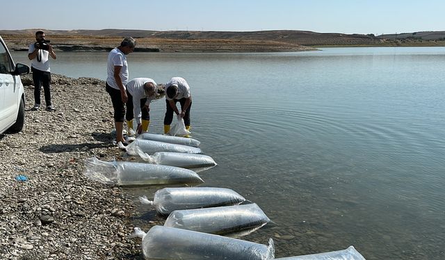 Atatürk Barajı'na 7 milyon 181 bin balık yavrusu bırakıldı