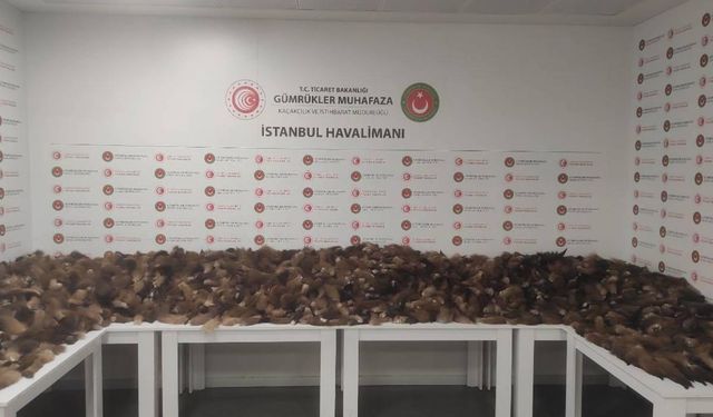 İstanbul Havalimanı'nda 10 bin 300 tilki kuyruğu ele geçirildi