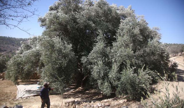 Yahudi işgalciler Filistinlilere ait zeytinleri çaldı