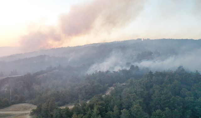 Çanakkale, Uşak ve İzmir'de çıkan orman yangınları sürüyor