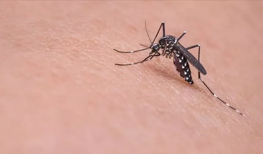 KKTC'de Asya kaplan sivrisineği tespit edildi